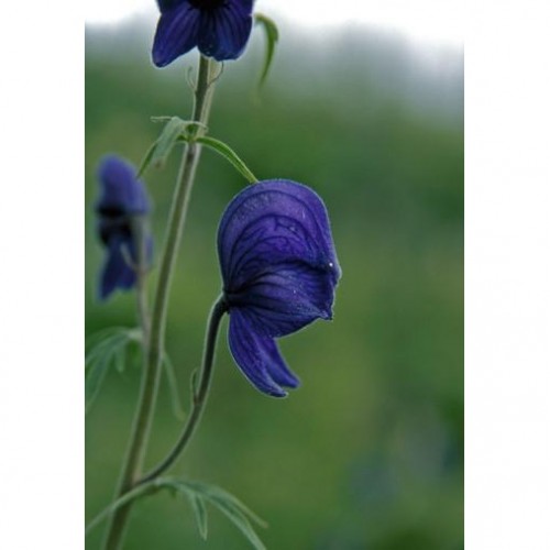 Monkshood 附子（組合：恐懼）