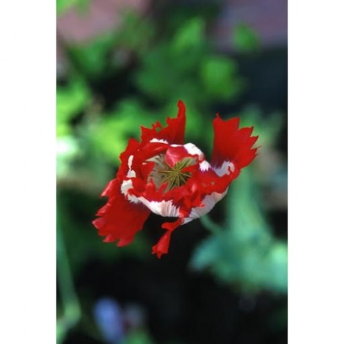 Opium Poppy 罌粟花
