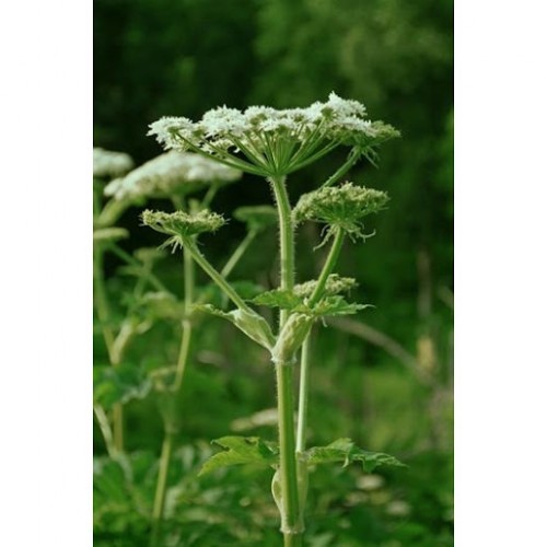 Cow Parsnip 防風草