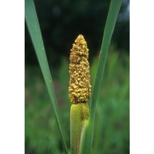 Cattail Pollen 香蒲花粉