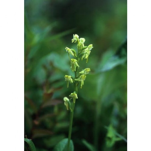 Green Bog Orchid 綠沼蘭（組合：心，愛）