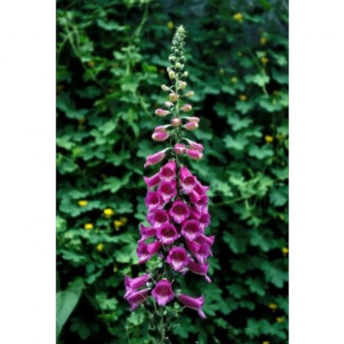 Foxglove 毛地黃（組合：恐懼，愛）