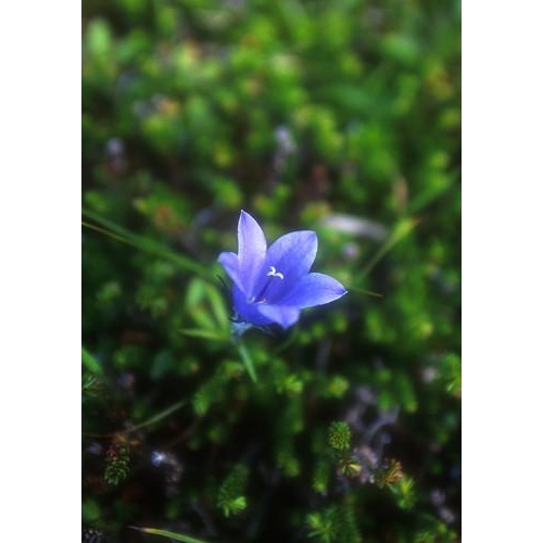 Harebell 風信子（組合：愛）