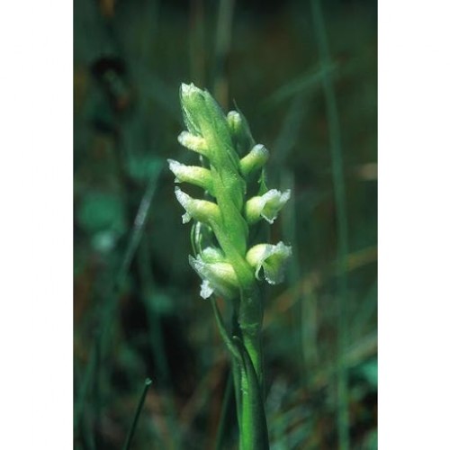 Ladies' Tresses 旋花綬草