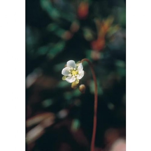 Round-Leaved Sundew 茅膏菜 （組合：緩和自我中心）