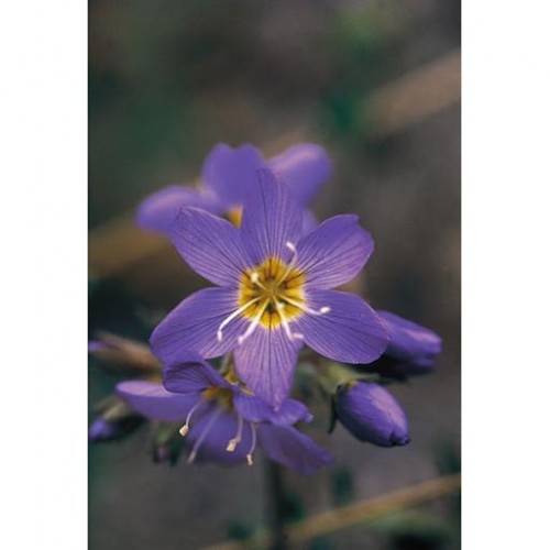 Jacobs Ladder 雅各梯花（組合：財富）