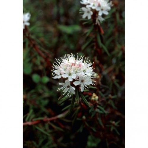 Labrador Tea 格陵蘭喇叭花