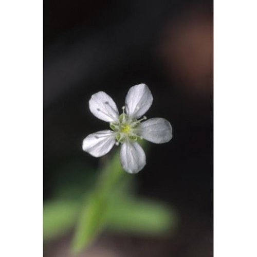 Grove Sandwort 種阜草（組合：母系療癮）